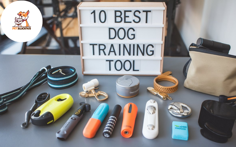 10 Best Dog Training Tools